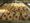 the Cannoli originated in Palermo Sicily