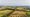 golden-fields-and-trees