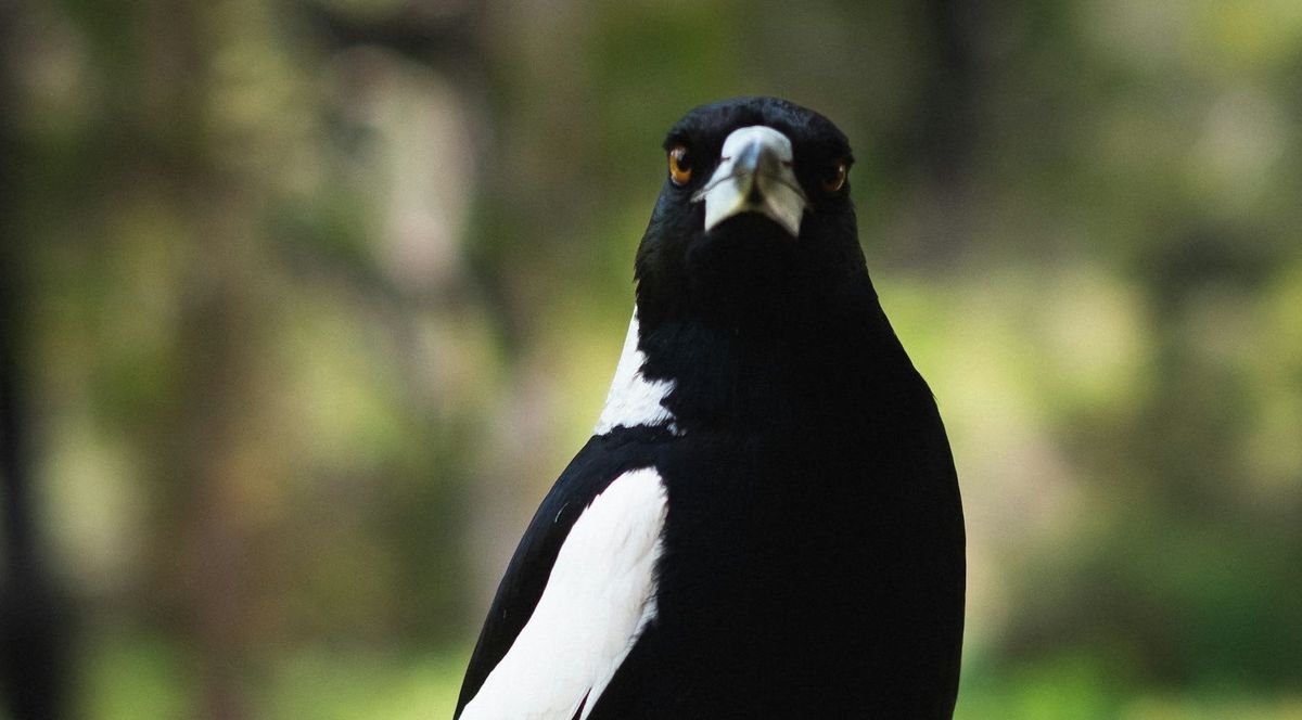 Alien invertebrates of terror & thieving magpies