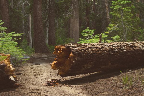 A large tree lying across a dirt road with a broken trunk in a forest.