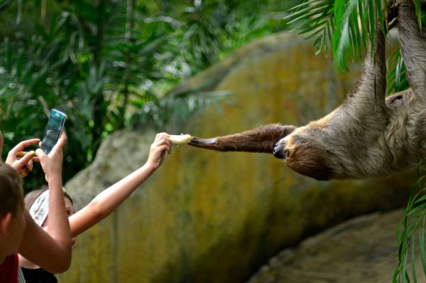 Photo of a sloth hanging from a tree in a zoo reaching for a banana that a woman is handing it. It looks like the painting The Creation of Adam by Michelangelo.