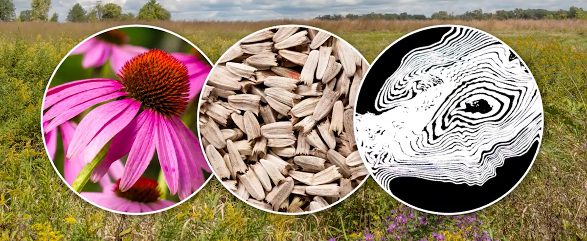 Seed Teachers: Listening as a Life-Connecting Practice