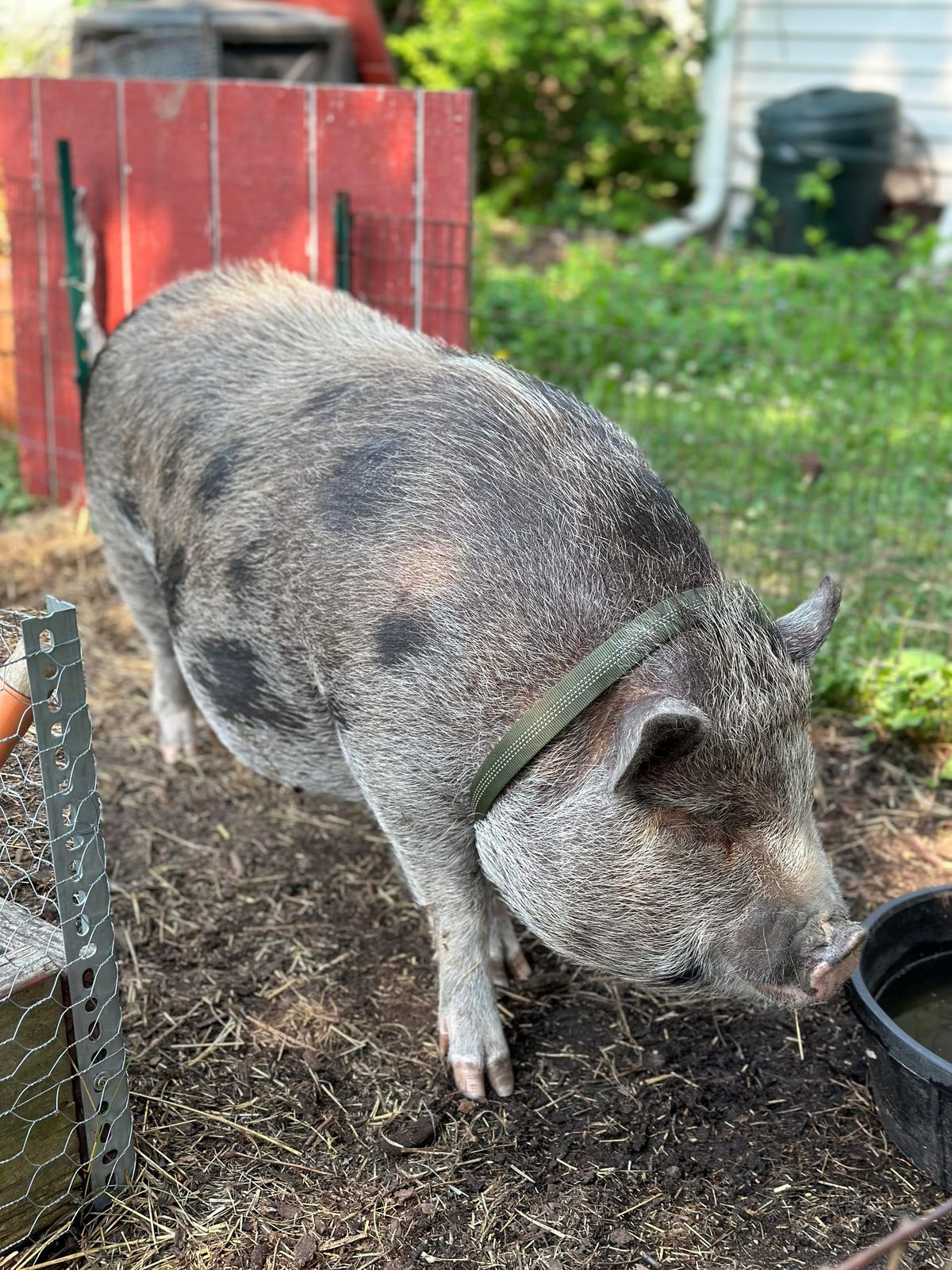 The Pig on the Bike Path
