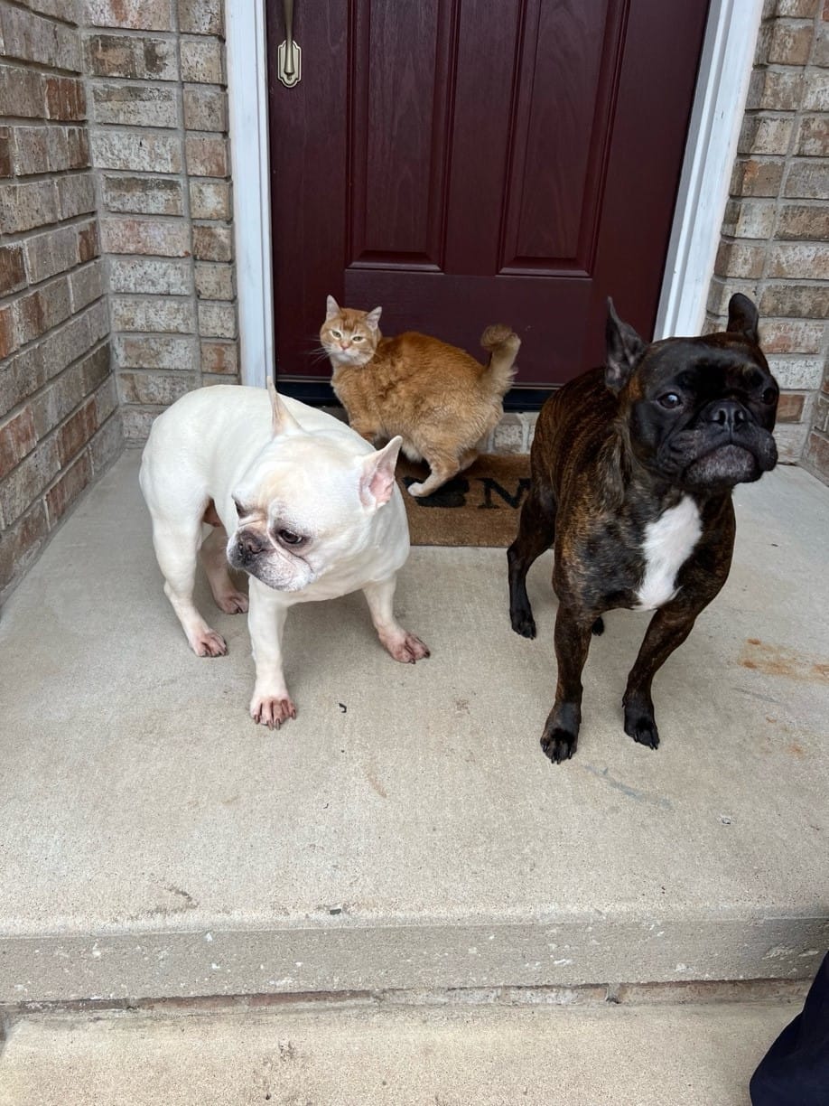 A group of dogs standing outside a door
Description automatically generated