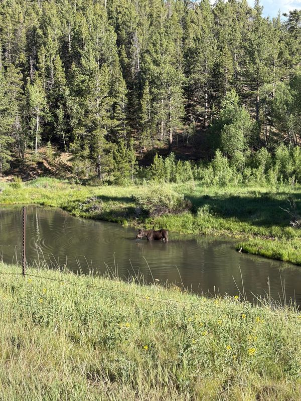 Nederland, a Moose, and the Adventure That Didn’t Go According to Plan