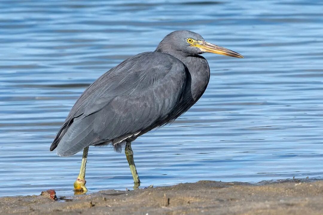 Reef heron | Matuku moana | New Zealand Birds Online