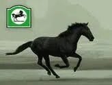 Why the horse had to go' | interest.co.nz