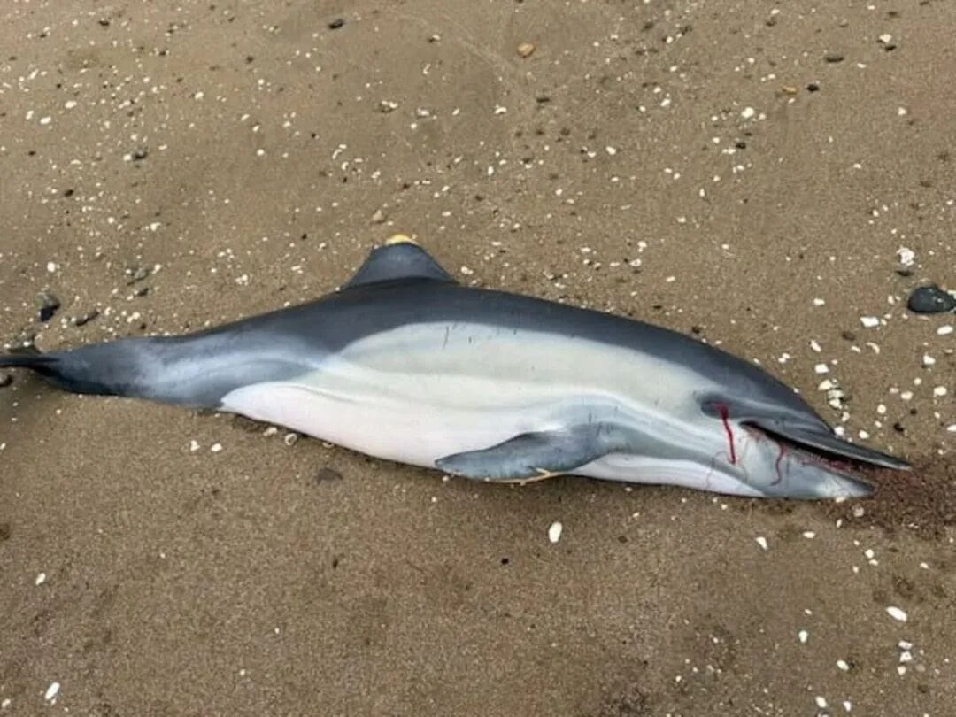 The beach-cast dolphin at Thornton Bay in Coromandel before its flesh was removed. Photo / Department of Conservation