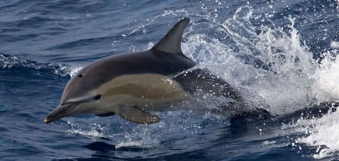 Common dolphins found in New Zealand waters belong to the species now known as the short-beaked common dolphin. Photo / Alan Gibson