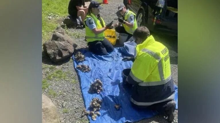 Fishery officer Gemma Cunnington, and Honorary Fishery Officers Jason Bartlett and Karl Fowke inspecting oysters.