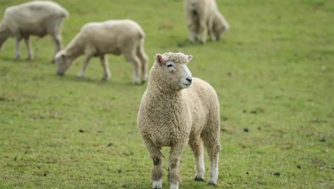 This is not Buck. This is an entirely unrelated sheep who has wisely stayed out of the copyright dispute.