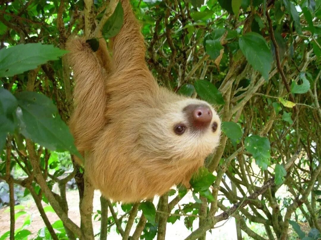 A two-toed sloth hangs from a bush at the Jaguar Rescue Center near Puerto Viejo, Costa Rica.