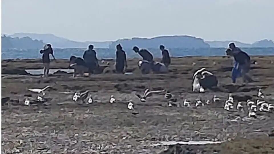 可能是包含下列内容的图片：鹈鹕和象海豹