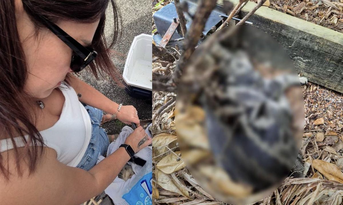 “太恶心了！”奥克兰妈妈哭惨，是谁这么缺德