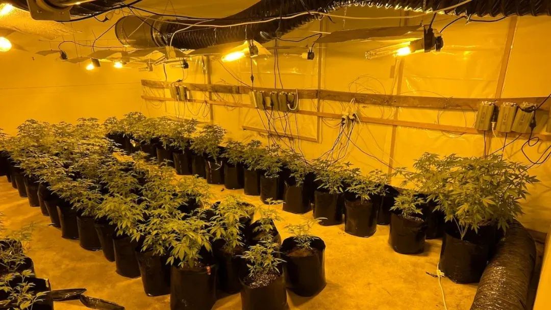 这些企业出了200个工签，却在新西兰从事非法勾当