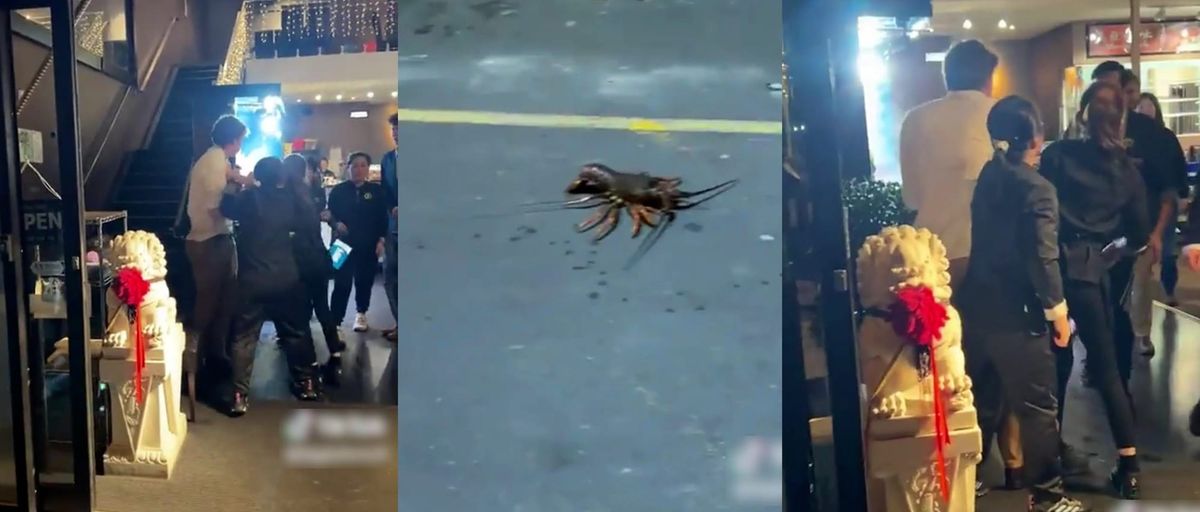 新西兰华人餐厅内，龙虾被人捞出，当众活活摔死