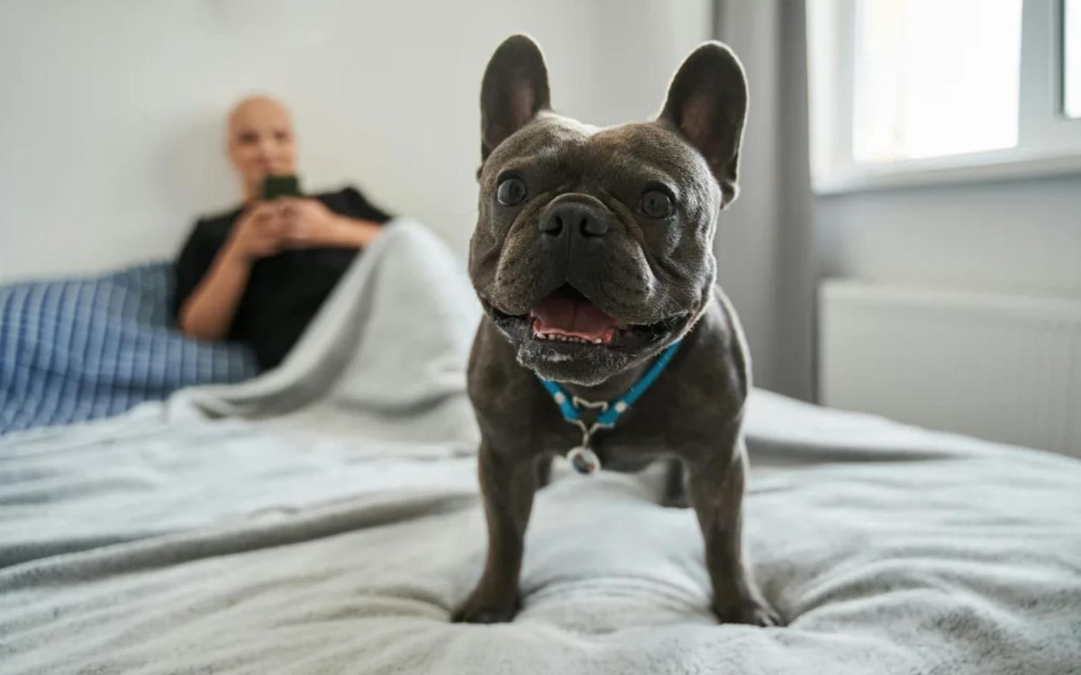 新西兰出租房宠物新规生效