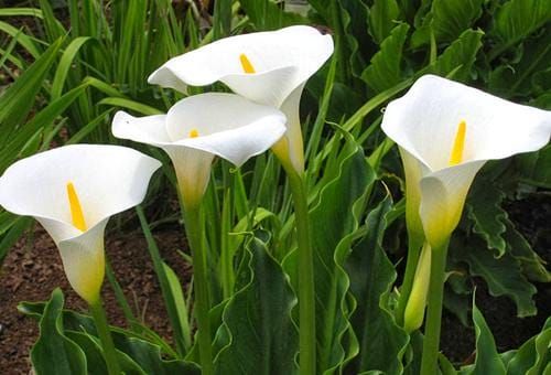 arum-lily