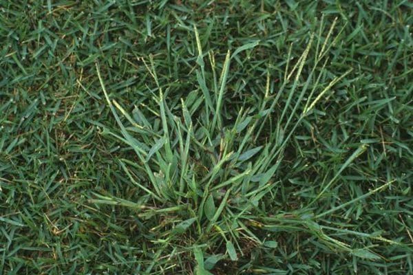 crabgrass-1