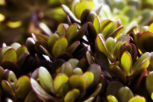 crassula-money-tree