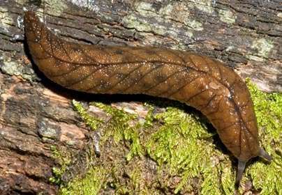 fight-with-slug