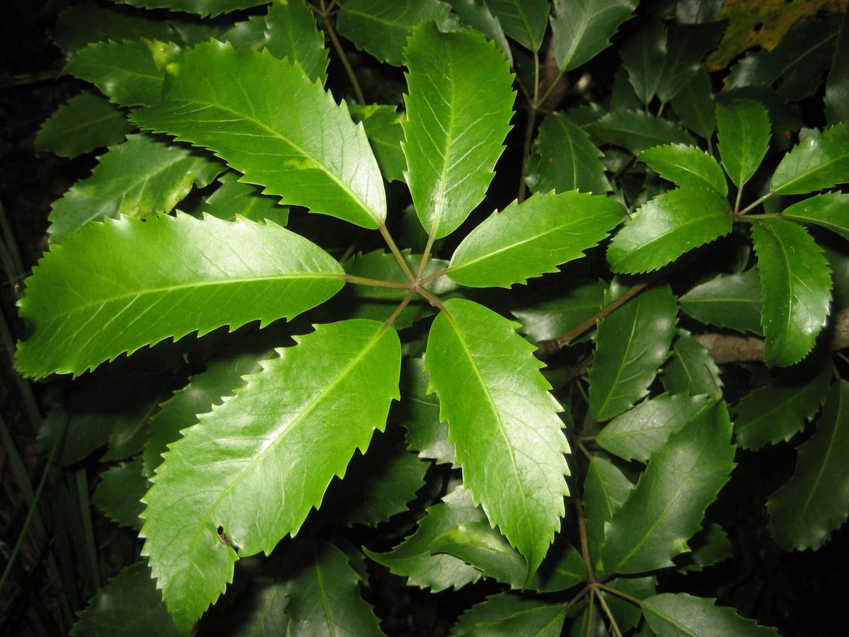 新西兰本土植物“五指” five finger