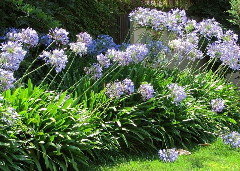garden-plant-agapanthus