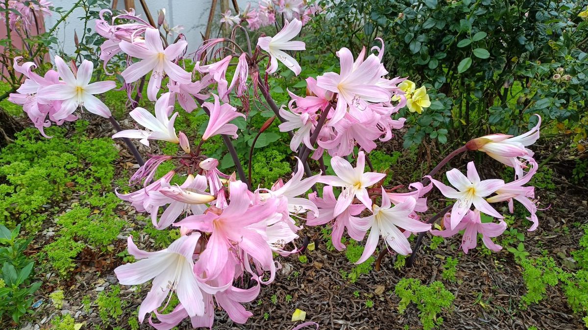 garden-plant-naked-ladies