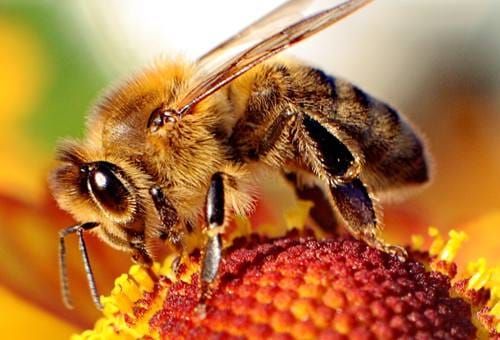 high-umf-manuka-honey-not-fit-everyone