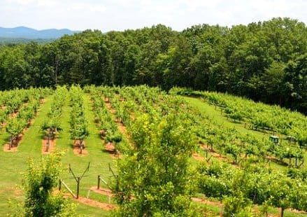 inspectorate-operation-finds-half-of-kiwifruit-contractors-in-breach-20170722