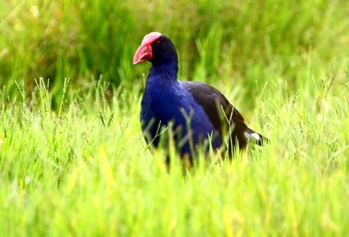 is-pukeko-delicious
