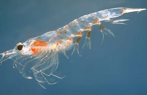 krill-oil