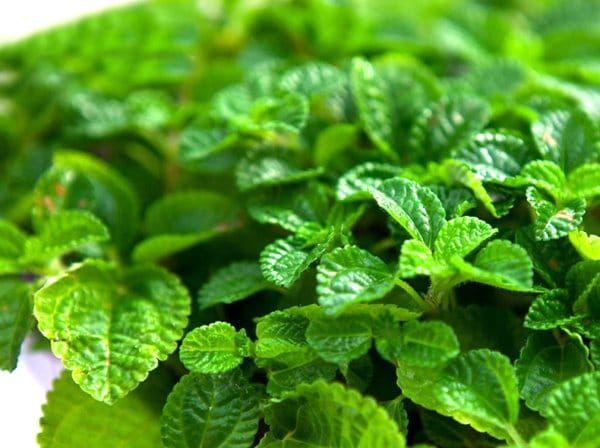 lemon-balm