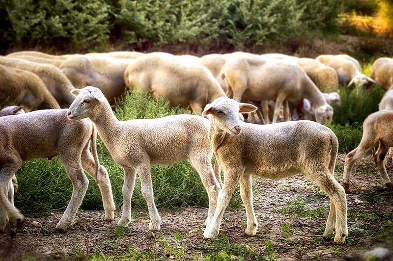 livestock-word-terms