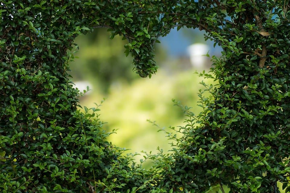 look-after-garden-ever-green-plants