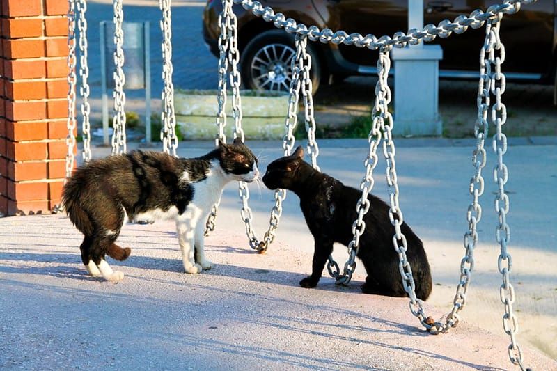 minister-vs-director-general-of-health