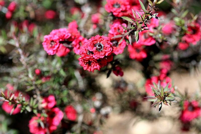 native-tea-tree-hedging-for-garden