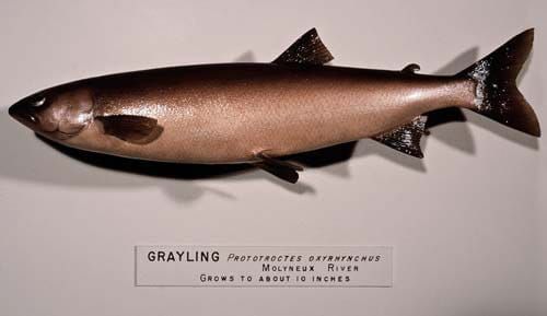 new-zealand-grayling