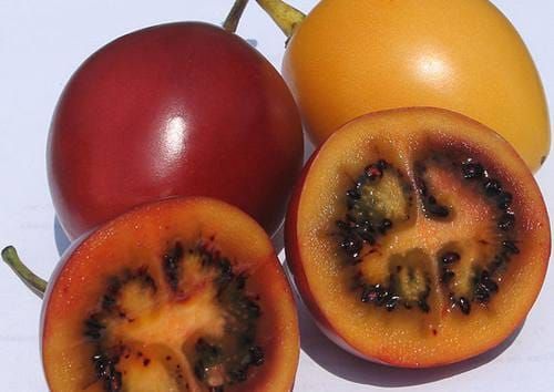 new-zealand-tamarillo