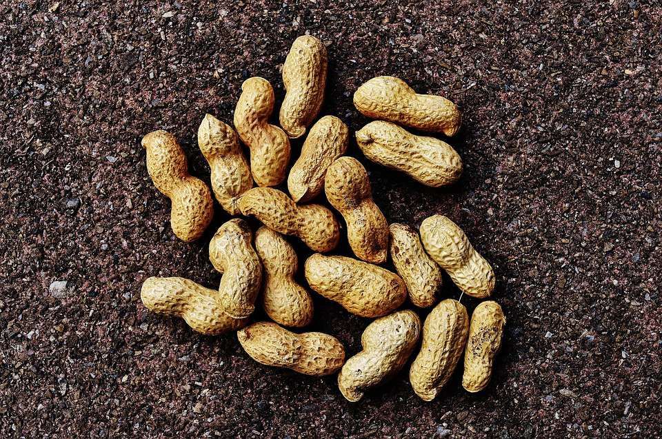 nz-hi-oleic-peanut