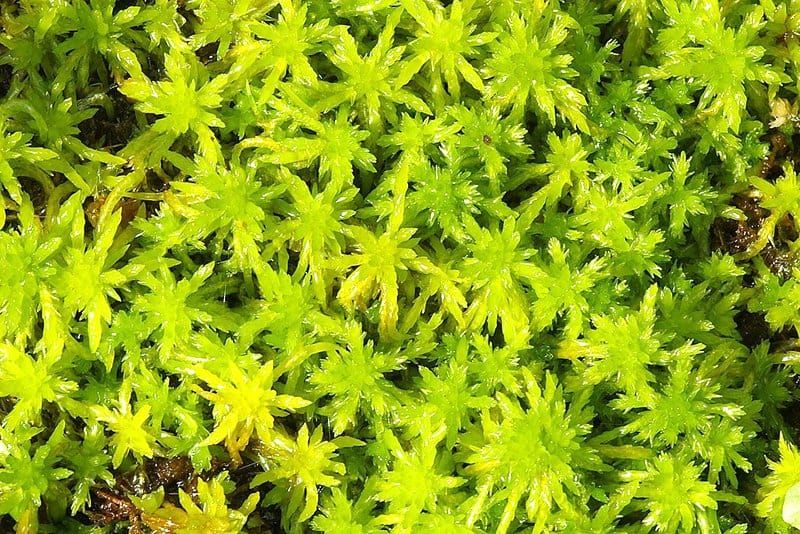 peat-moss