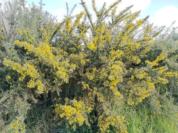 pest-plant-gorse