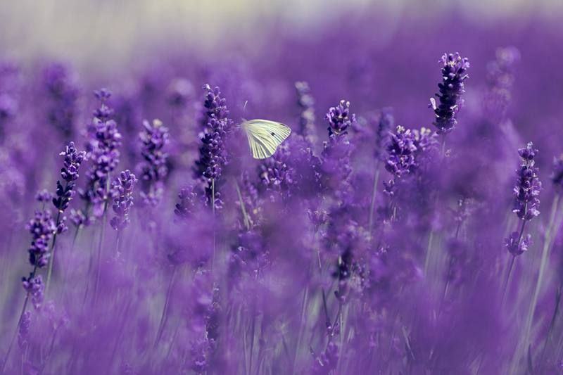 plant-lavender-in-garden