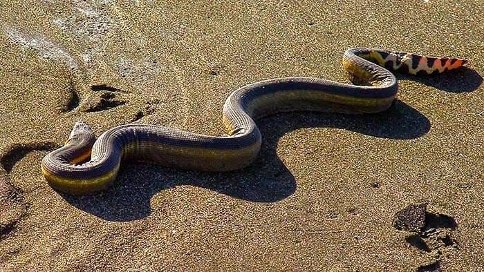 sea-snake