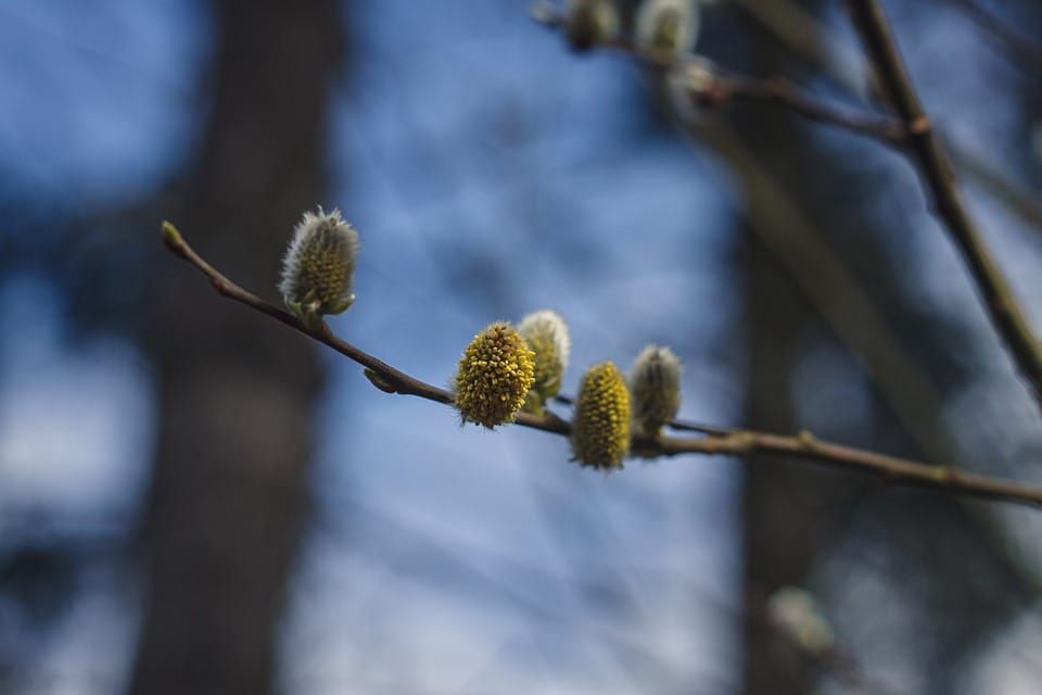 seasonal-sniffles-n-treatment
