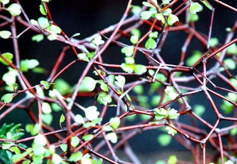 新西兰本土灌木植物“托罗拉罗” Shrubby Tororaro