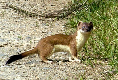 stoats