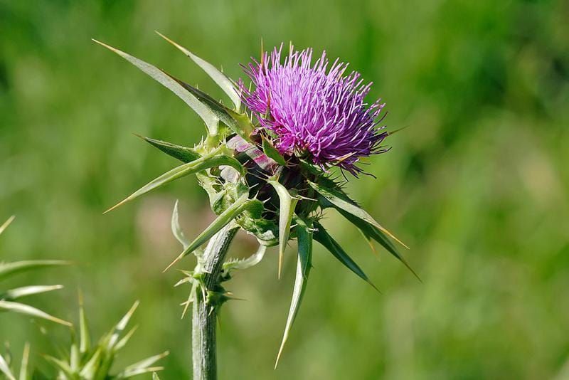 lawn-pest-thistle