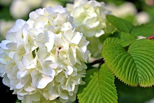 trim-your-hydrangeas-for-next-year