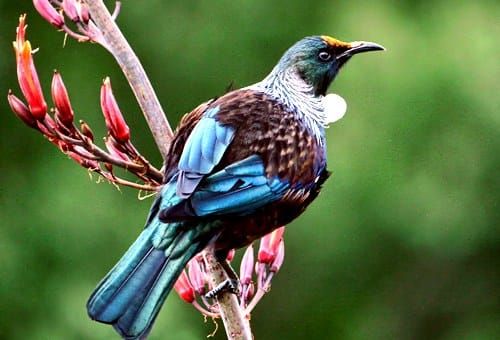 tui
